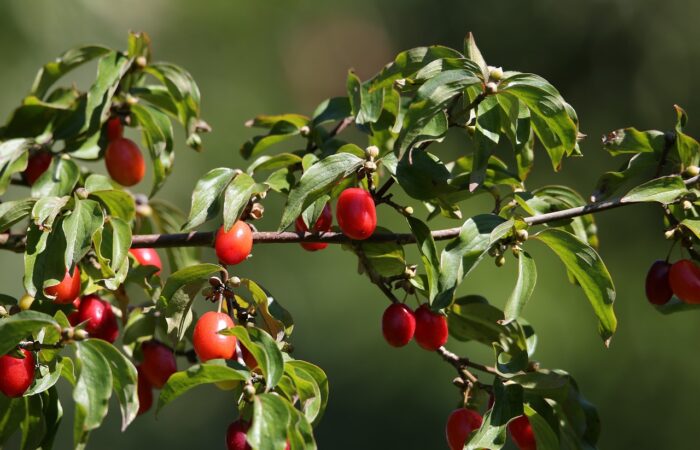 Cornus mas