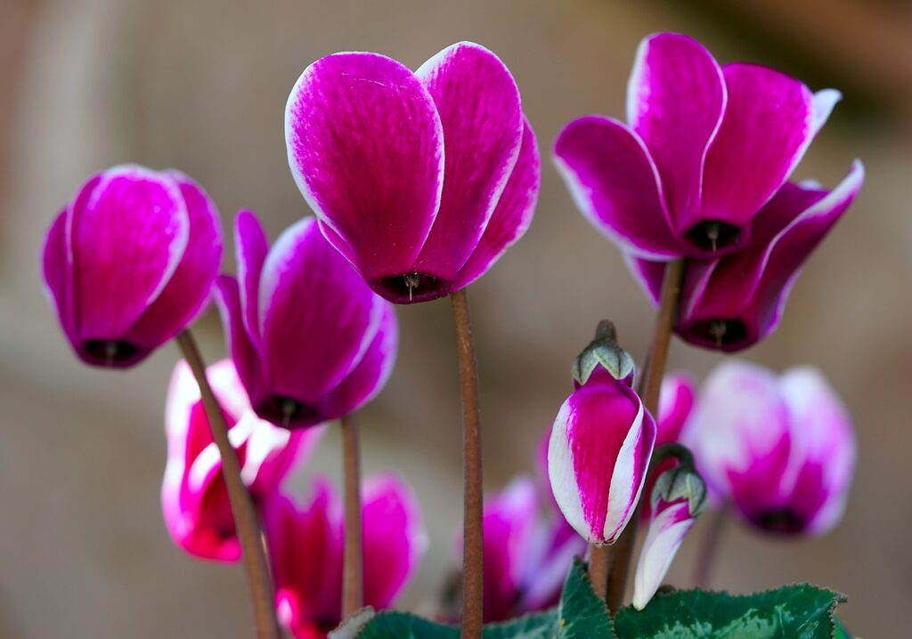 winter flowering plants