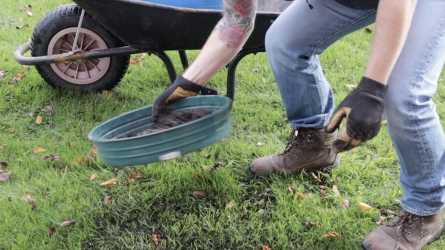 Sieving compost over lawn seed