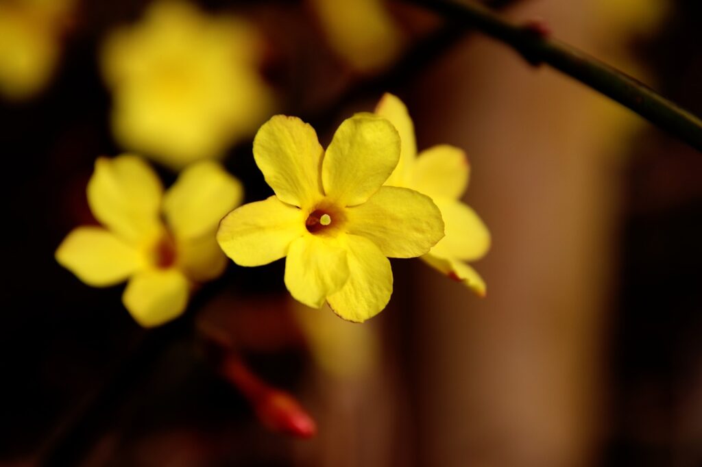 winter flowering plants