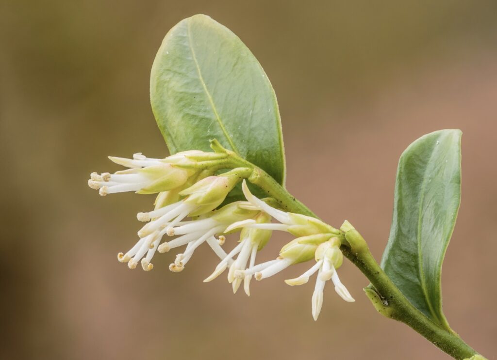 Sarcococca winter flowering plant