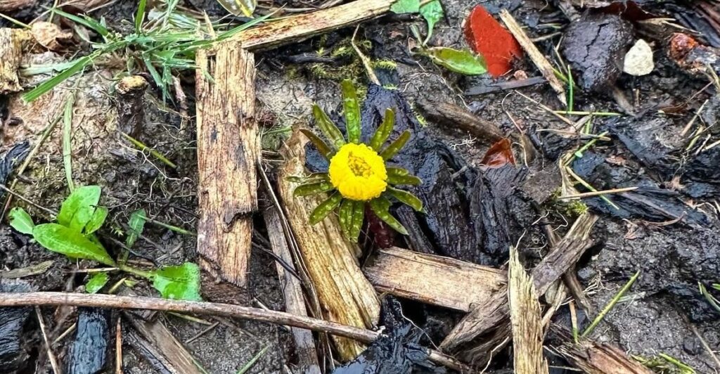 Winter aconite winter flowering plants