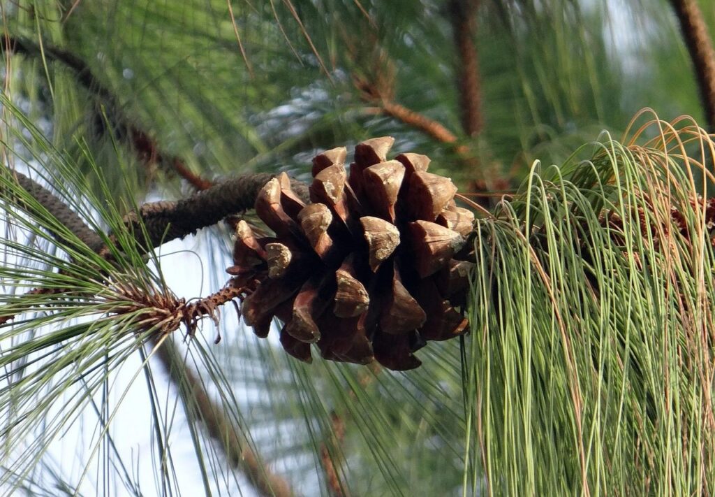Bhutan pine