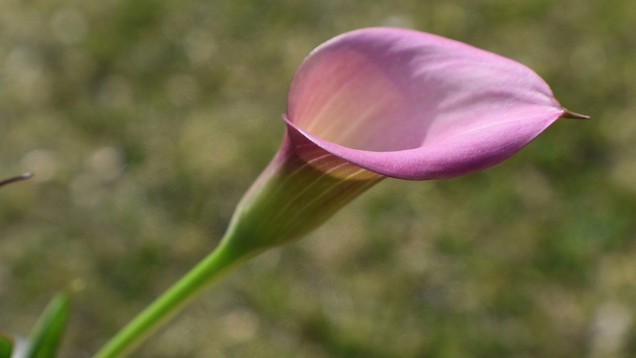 Calla lily wedding bouquet flower