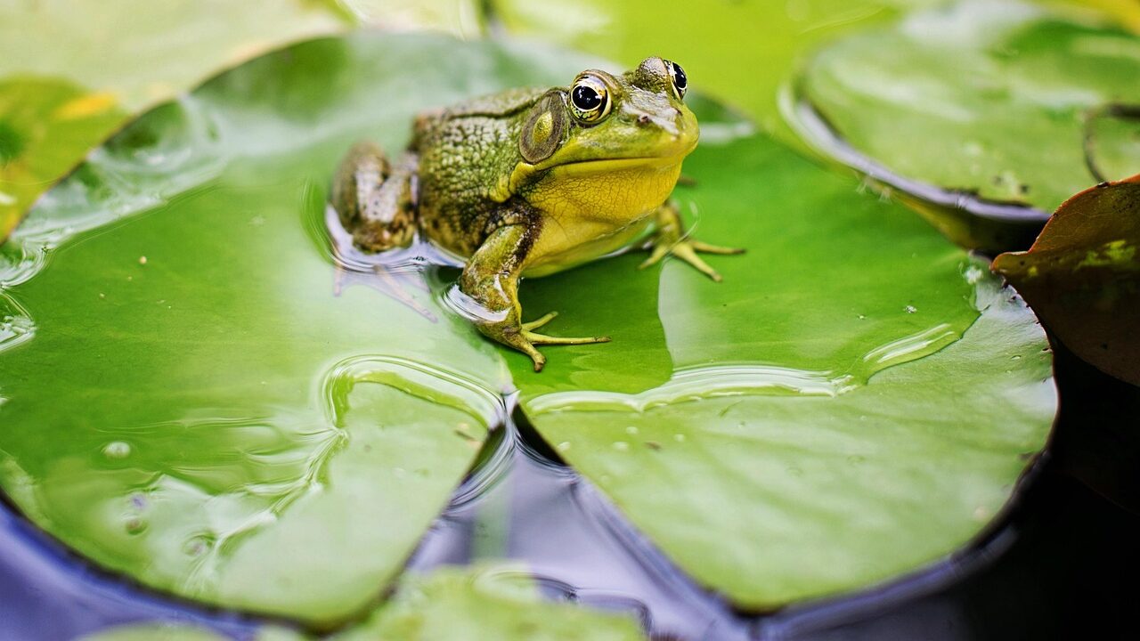 Safe pond tips