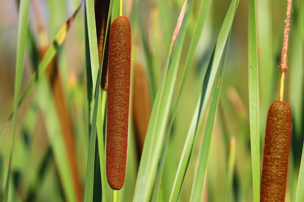 Aquatic plants for ponds