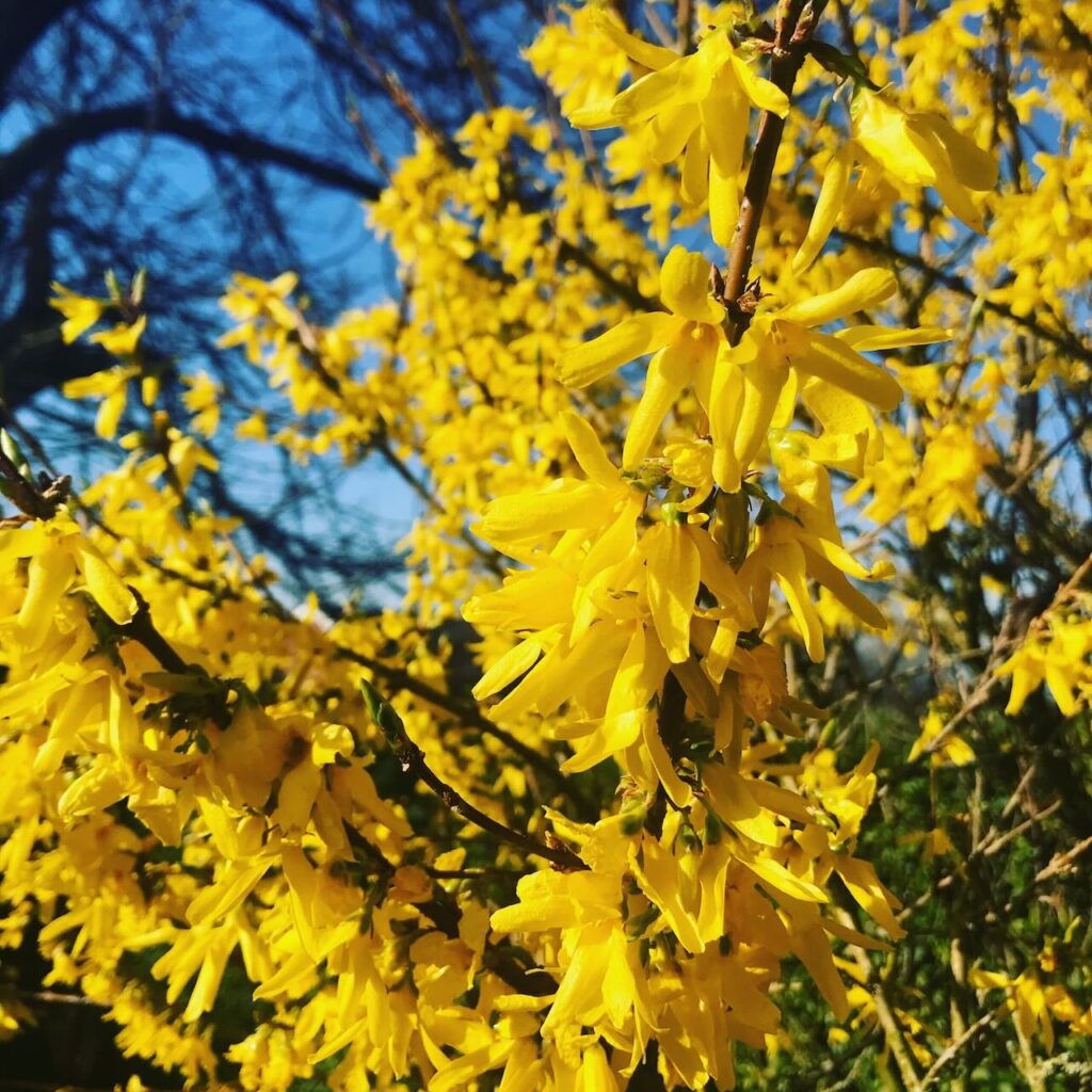 Forsythia for new build gardens