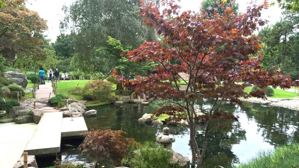 A red Acer in the Kyoto Garden in London