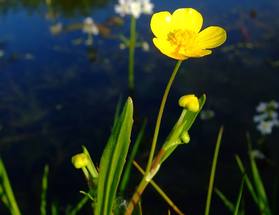 Aquatic plant spearwort