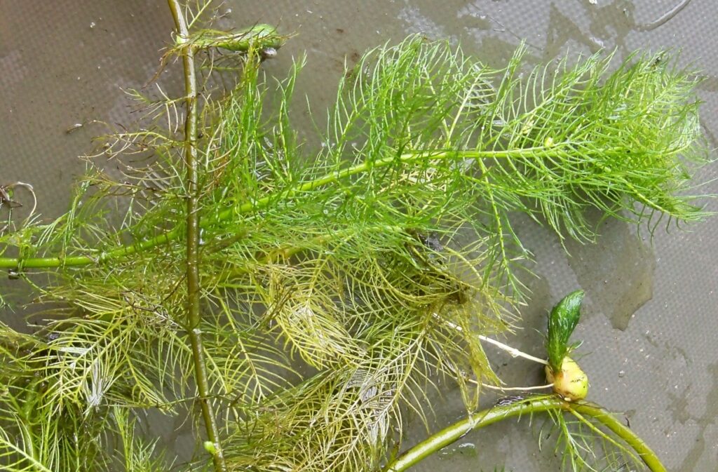 Oxygenating aquatic plants