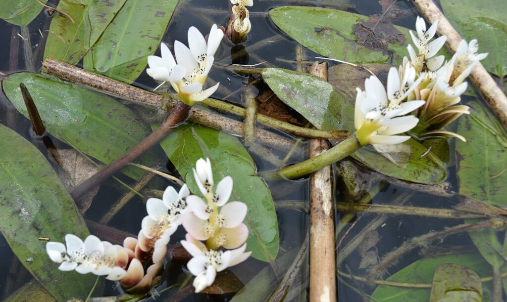 How to create a pond