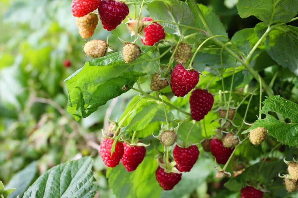 How to grow raspberries