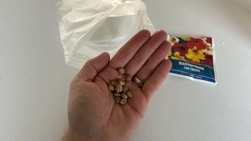 Nasturtium seeds