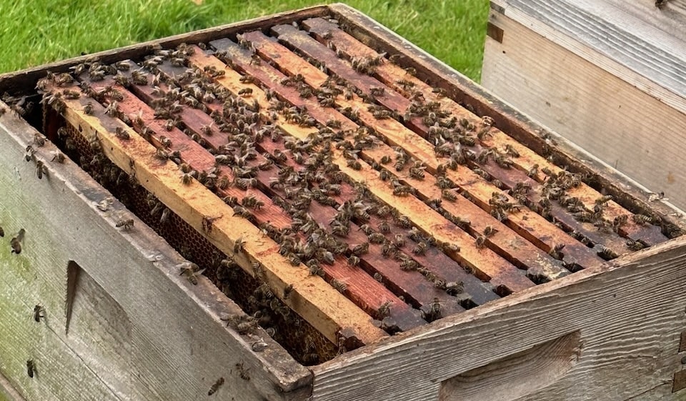 A national bee hive full of frames