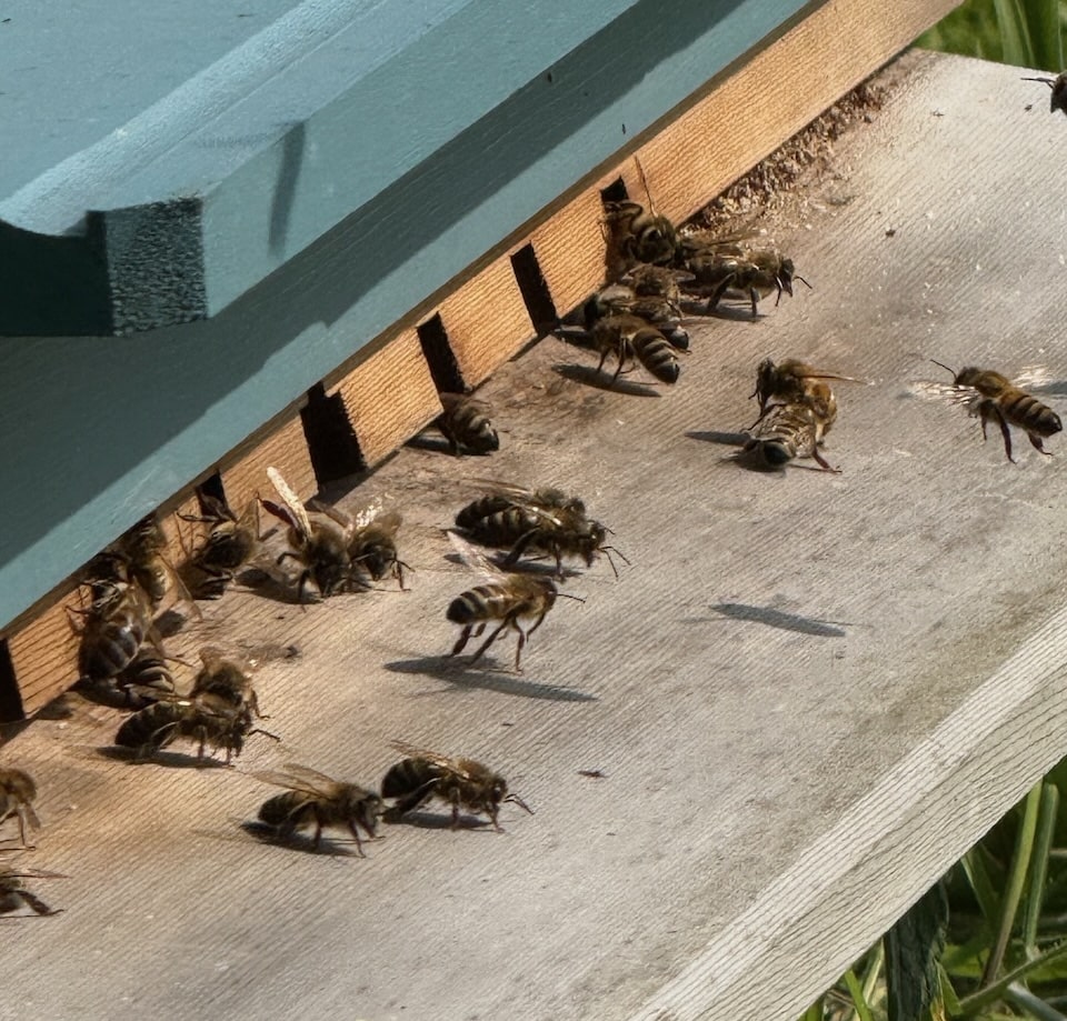 How to keep bees
