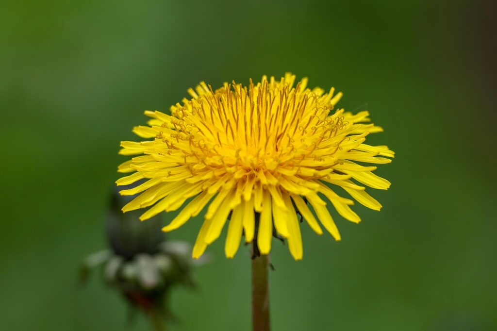 Lawn dandelions