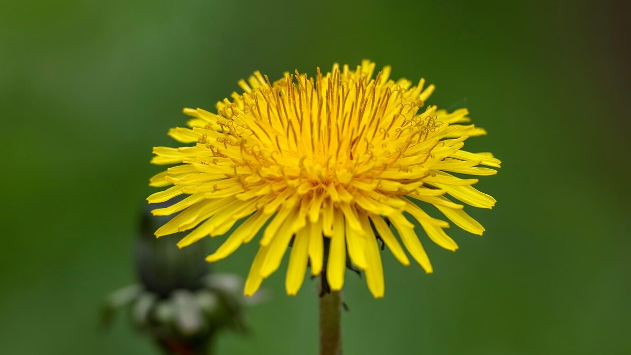How to get rid of weeds in the garden
