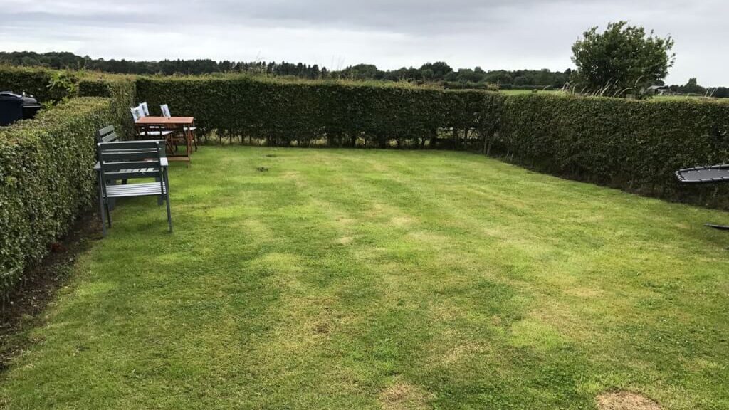 A patchy garden lawn