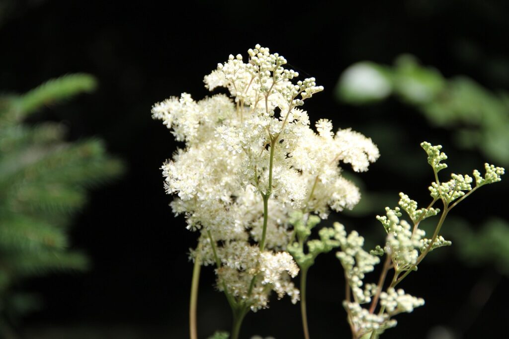 Meadowsweet for wet soil