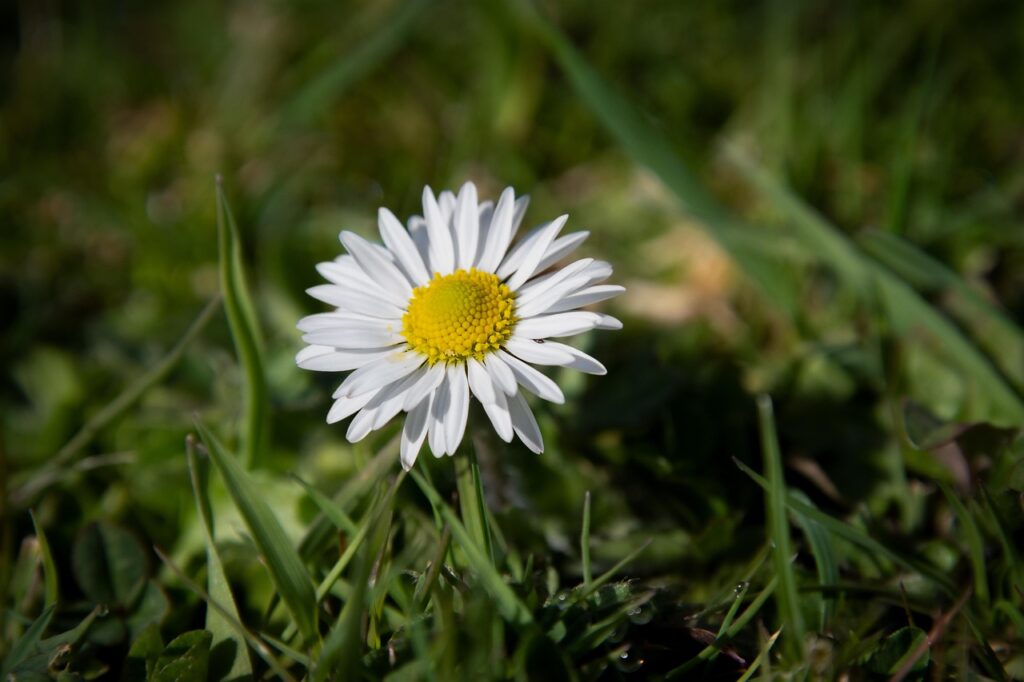 Daisies in a weed infested lawn