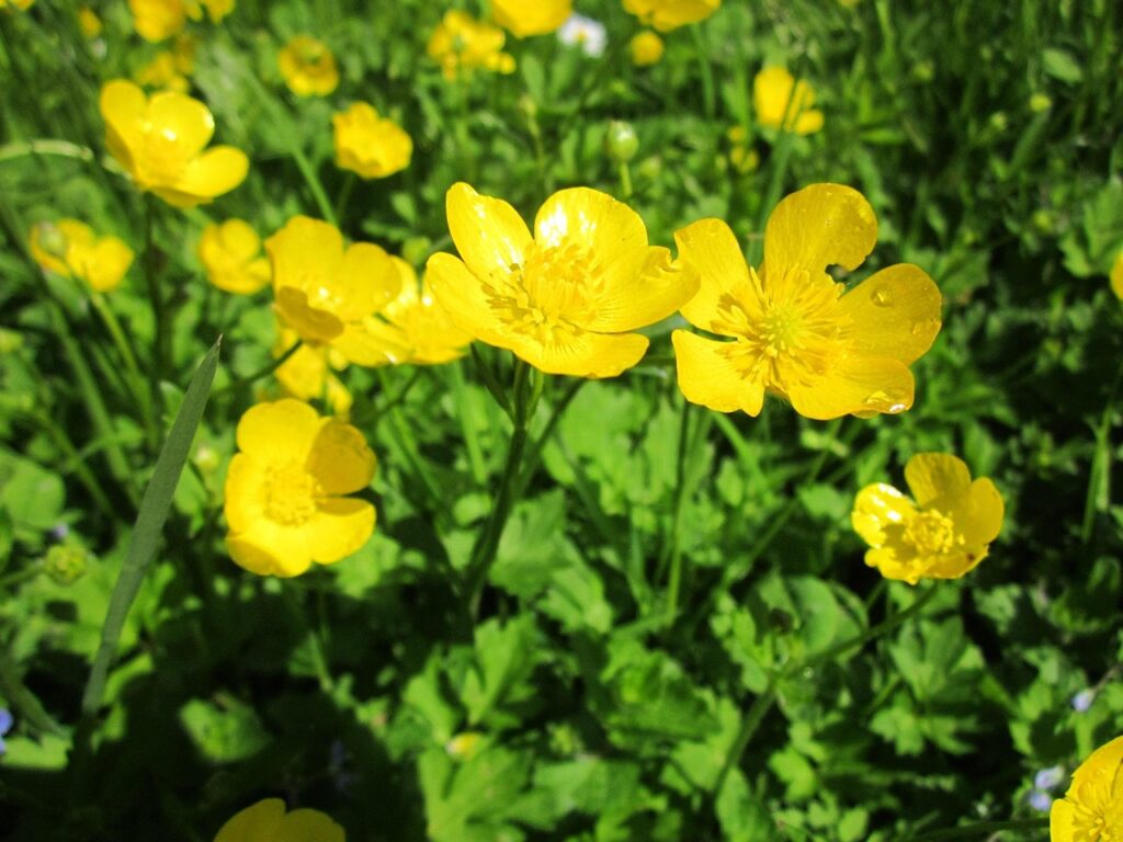 How to get rid of buttercups in a lawn