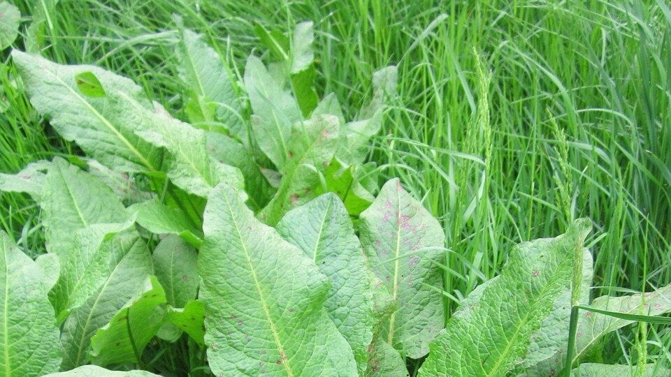 Dock lead weed in a garden