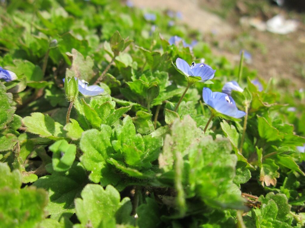 Speedwell lawn weed removal