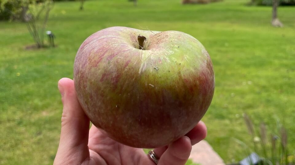 A cooking apple