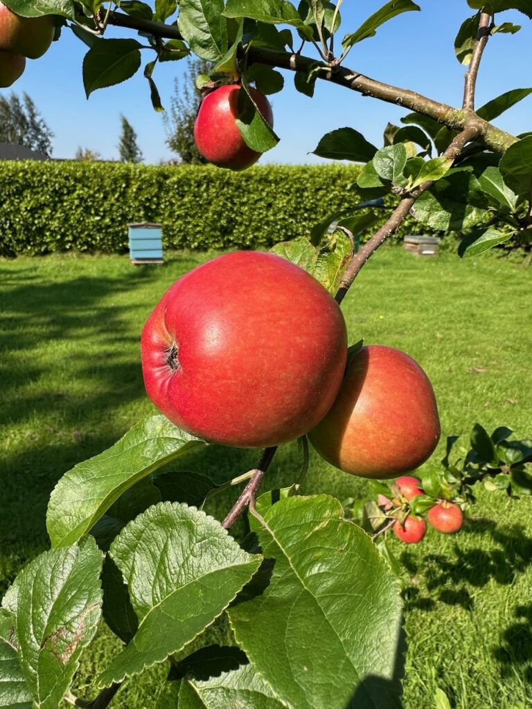 What to do with apples