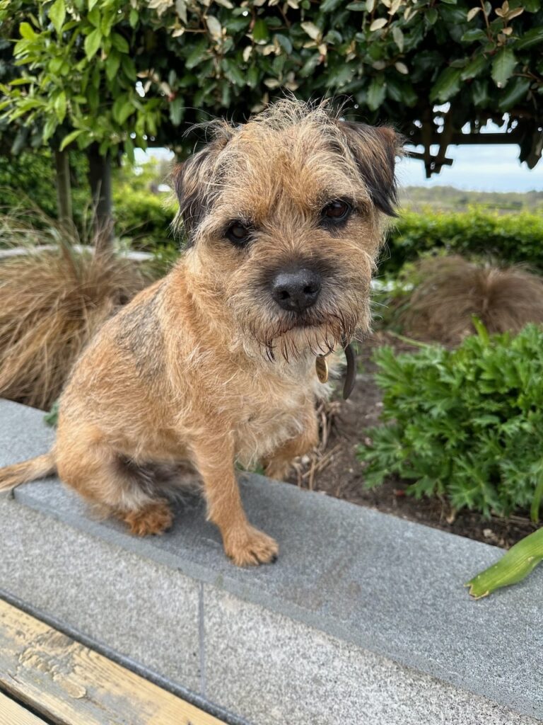 Plants safe for dogs