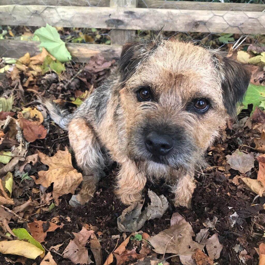Dog friendly plants