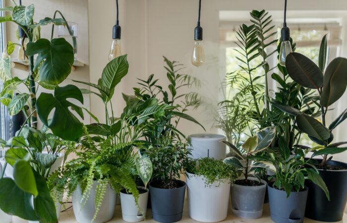 How to stop monstera yellowing
