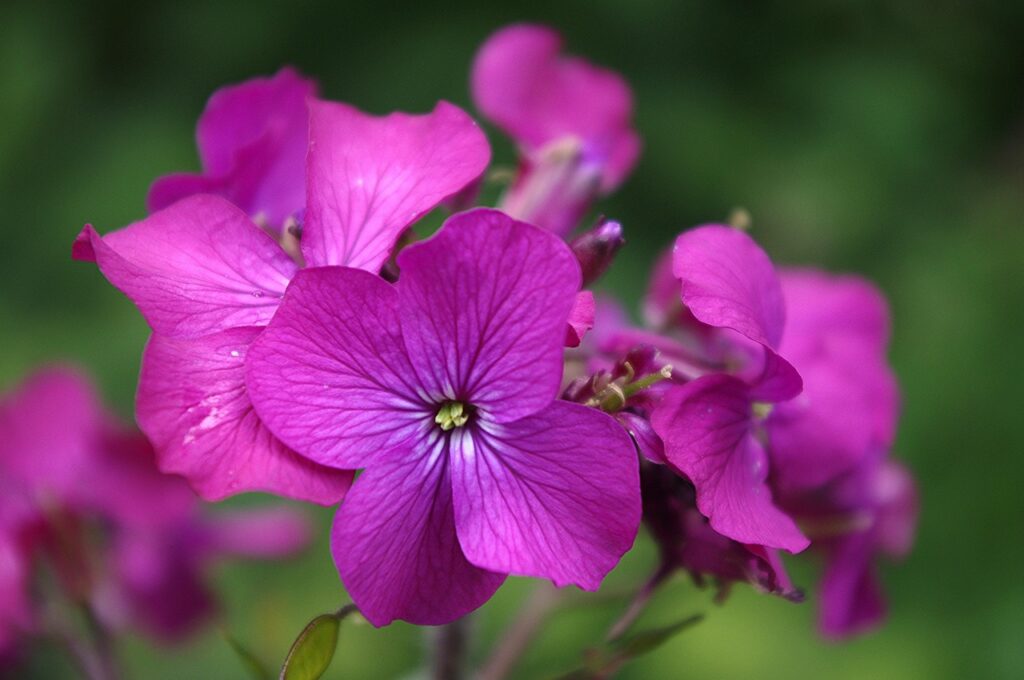 Honesty cottage garden plant