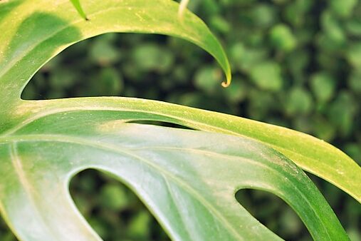 Yellowing monstera leaves