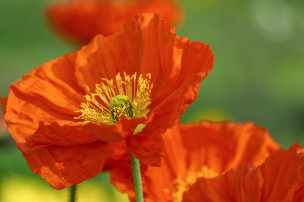 Things to grow in august