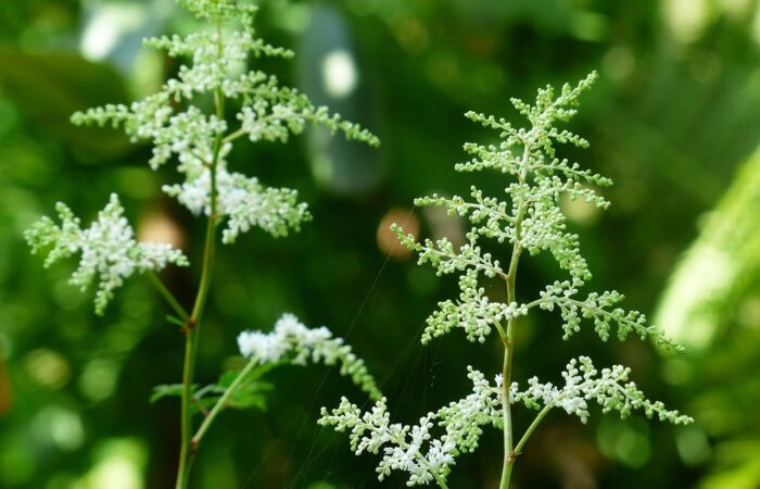 A gothic astilbe plant