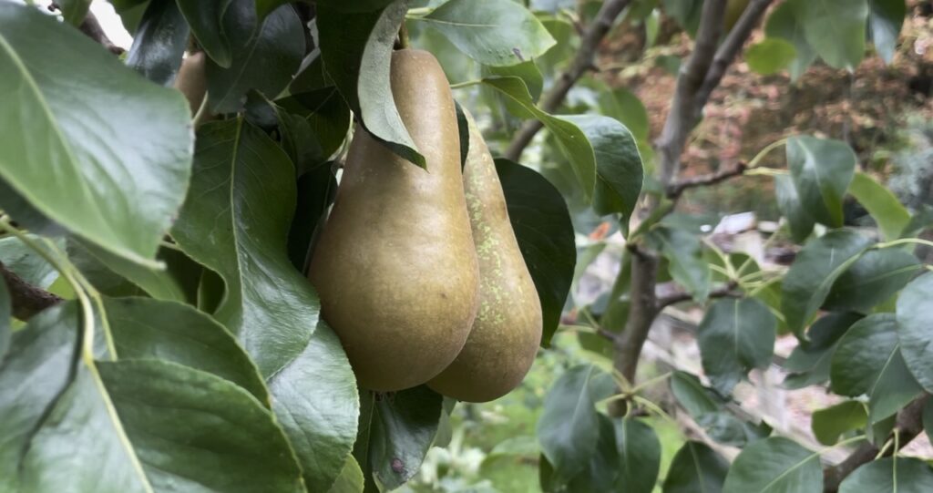 Ripe pears