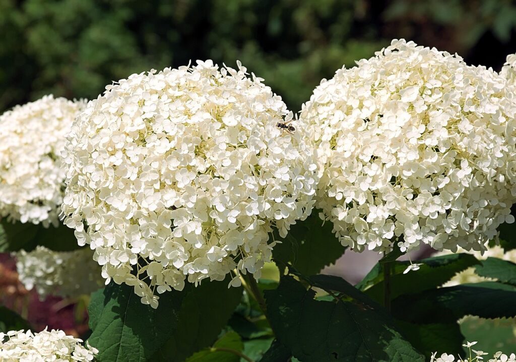 Gothic shrubs