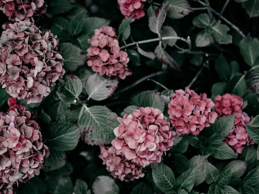 A gothic hydrangea