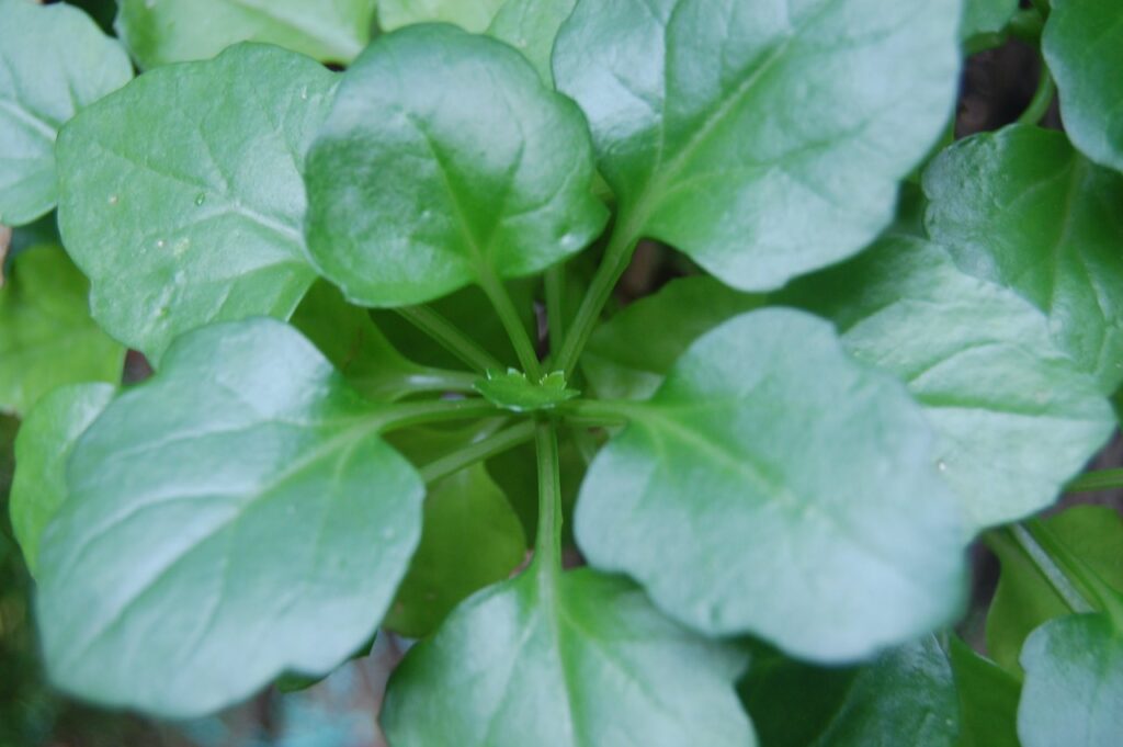 Veg to grow in october