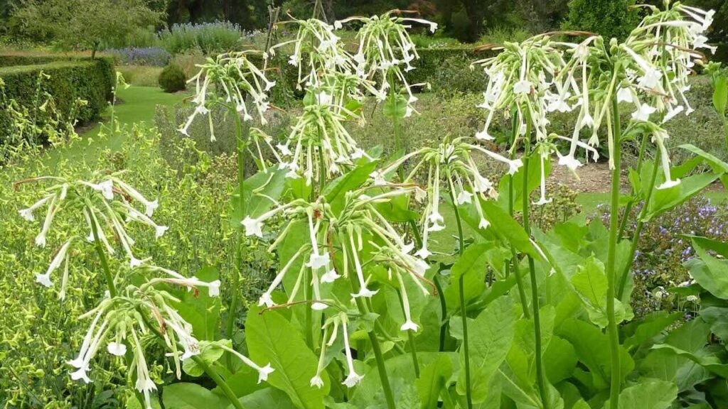Flowering tobacco plant