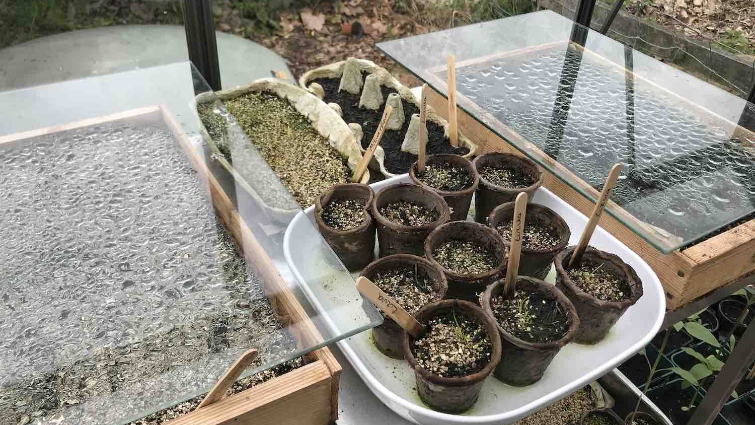 Glass sheets for propagation Gardening Without plastic