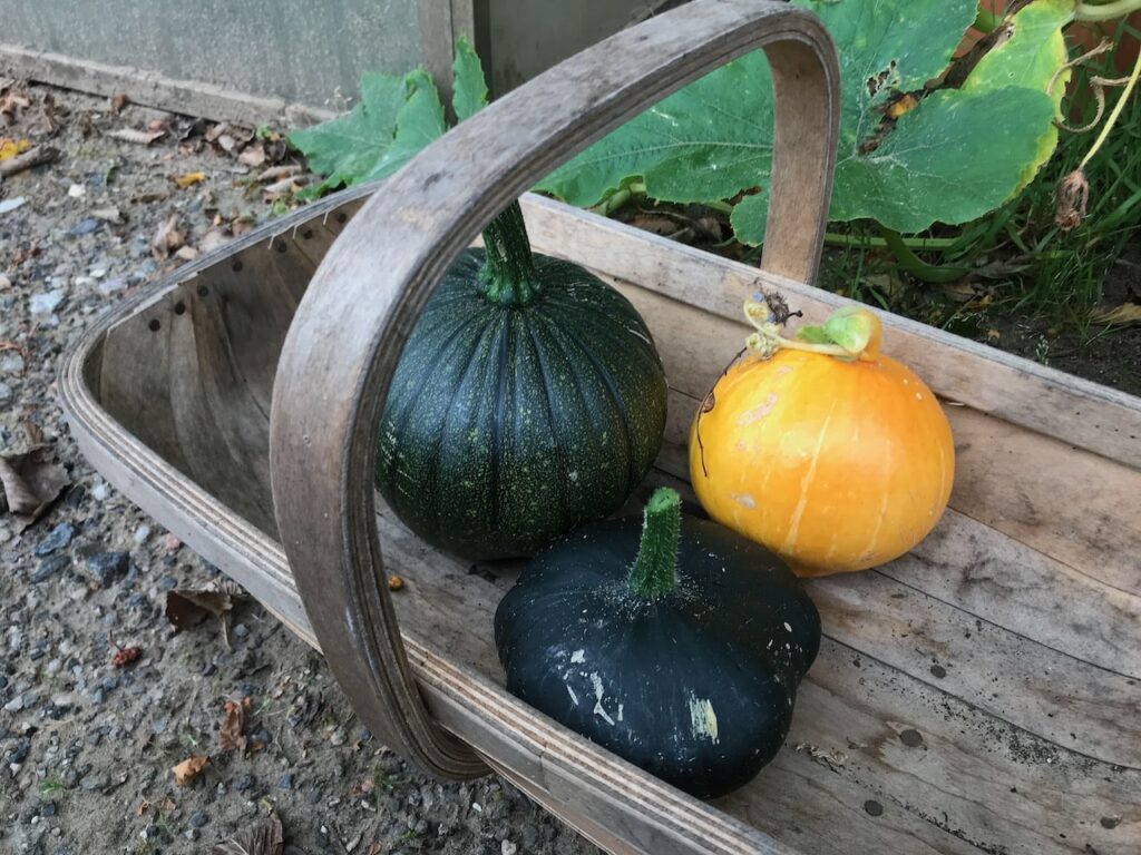 How to harvest pumpkins