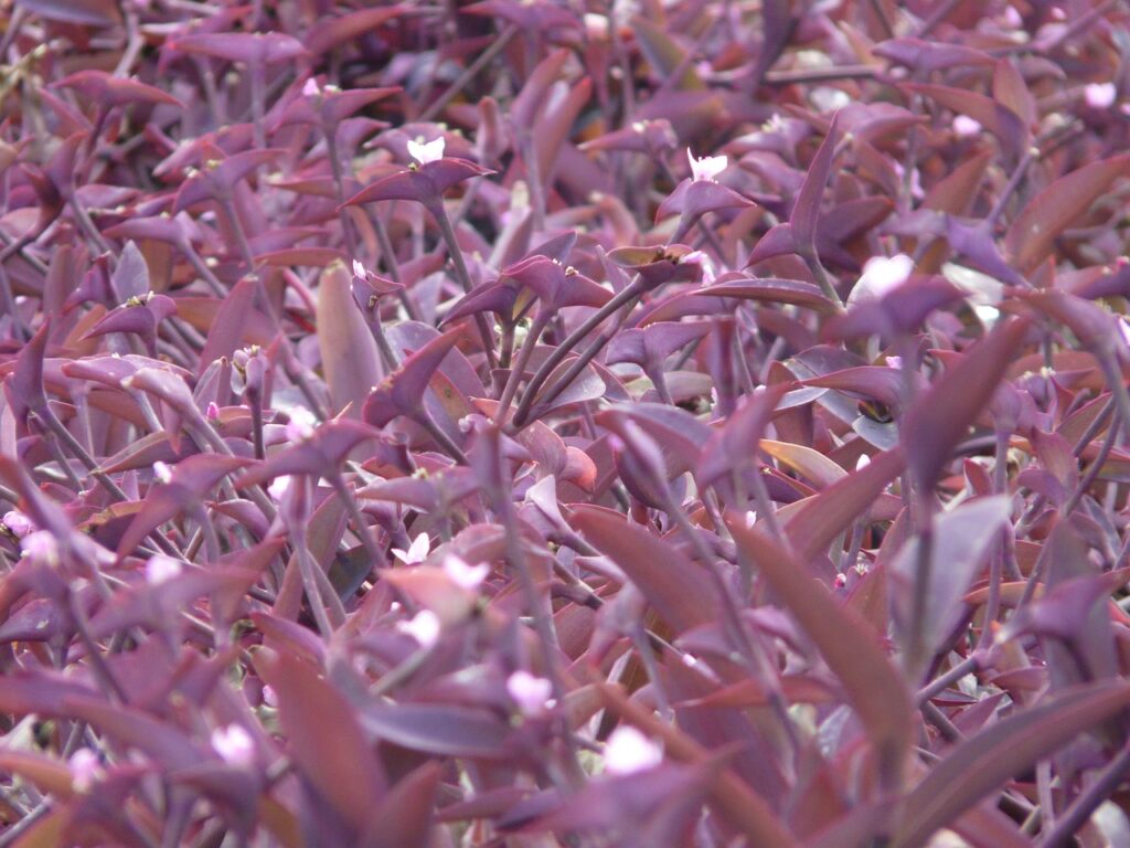 Annual gothic plants