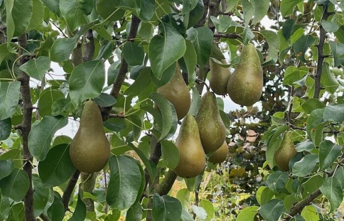 Pear problems