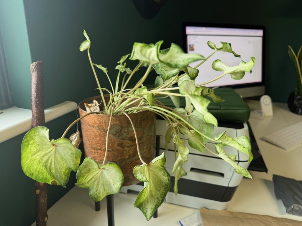 A plant that needs water