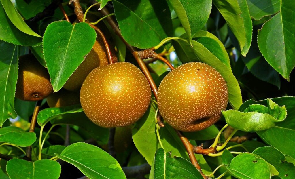 Asian pear
