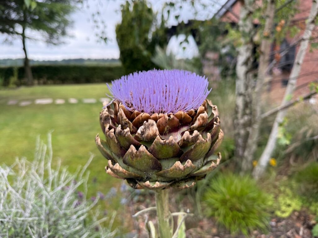 Edimentals plants you can eat