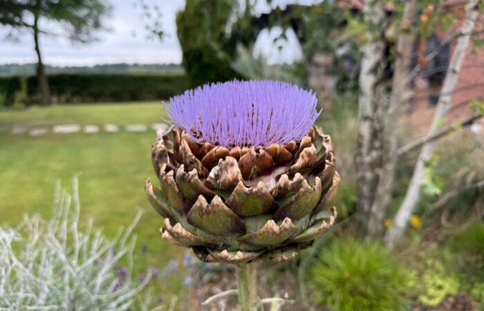 Edimentals plants you can eat