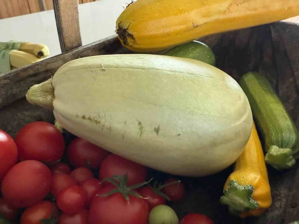 When to harvest courgette